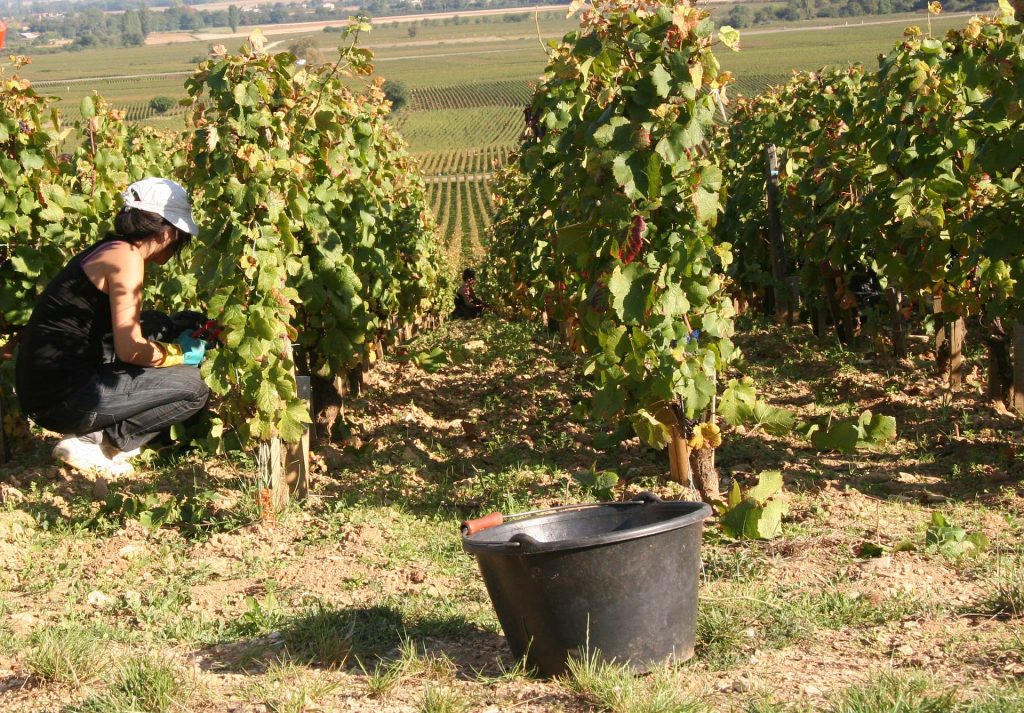 manual grape harvesting
