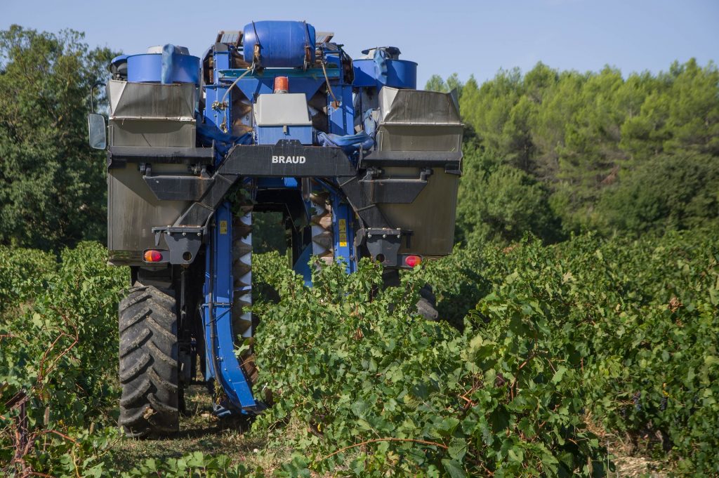 mechanical grape harvesting