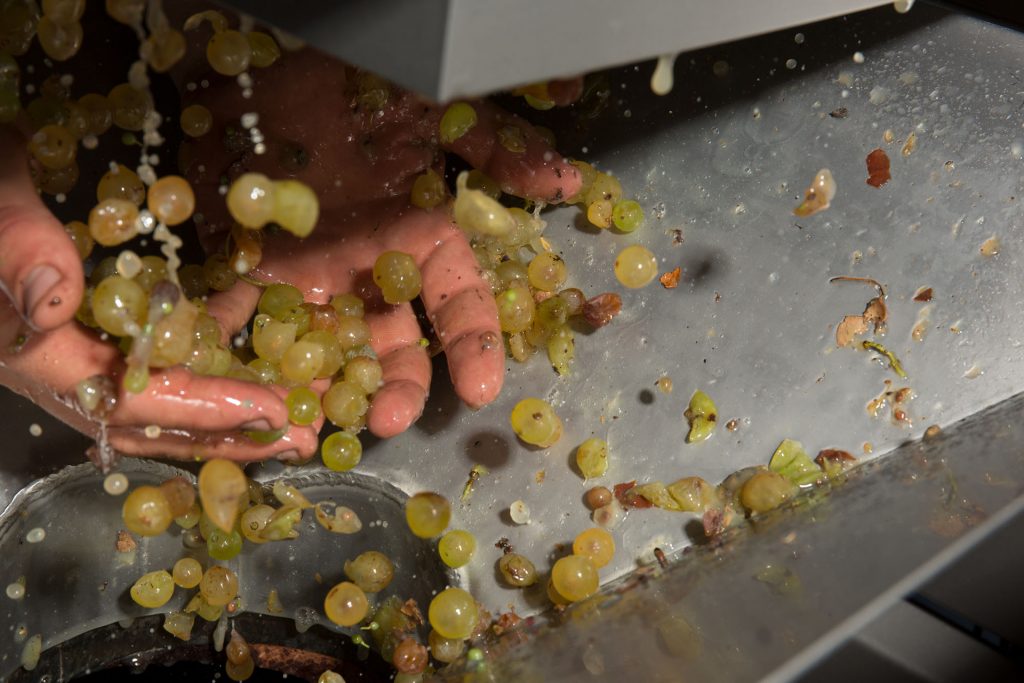 grapes falling from the destemmer