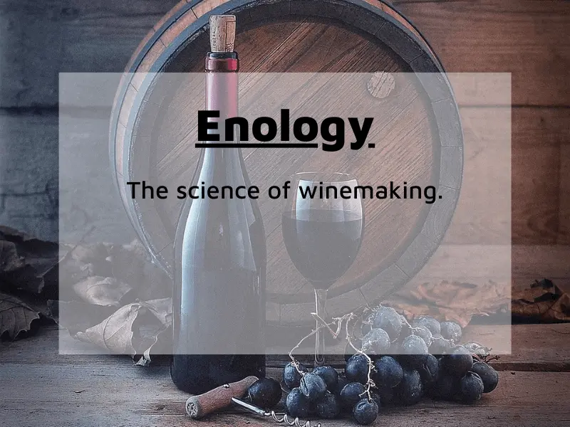 enology term explained