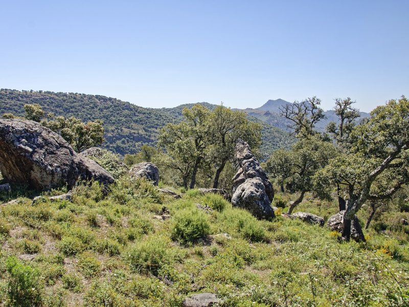 cork oak trees in the Andalusia region