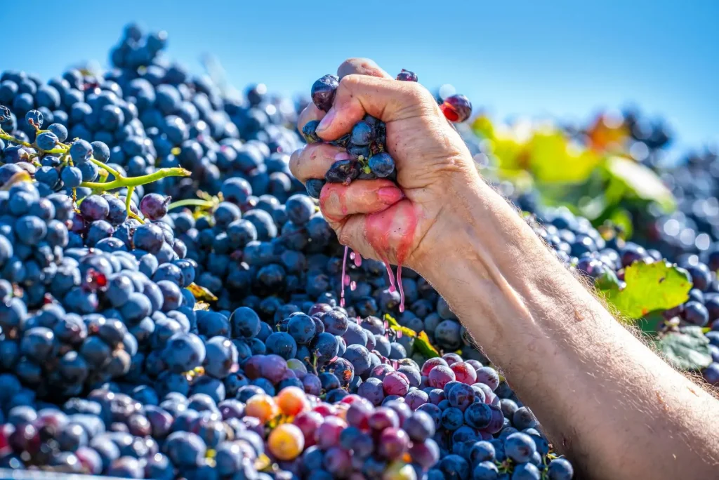 Extracting only the best from grapes