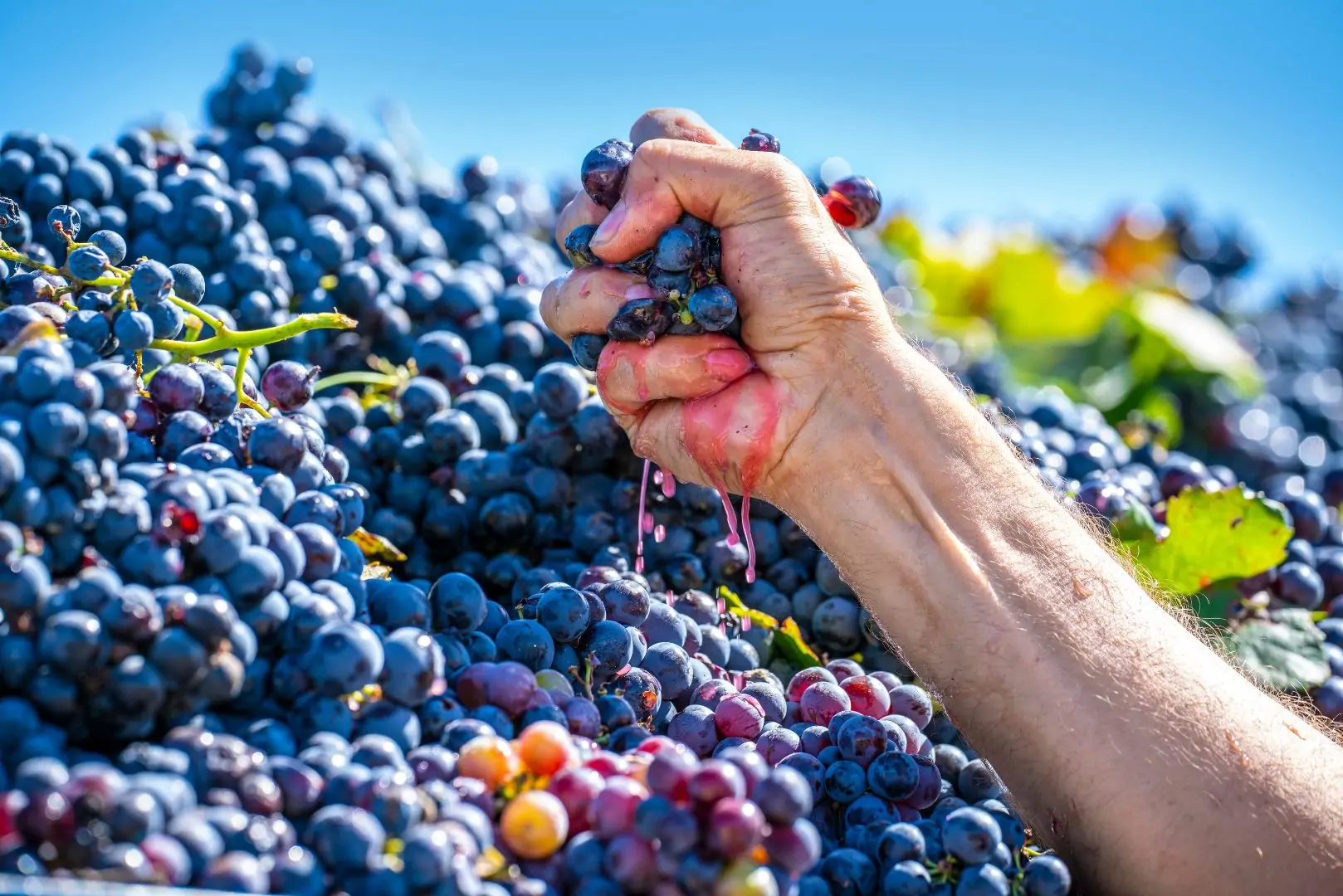 Extracting only <span>the best</span> from grapes