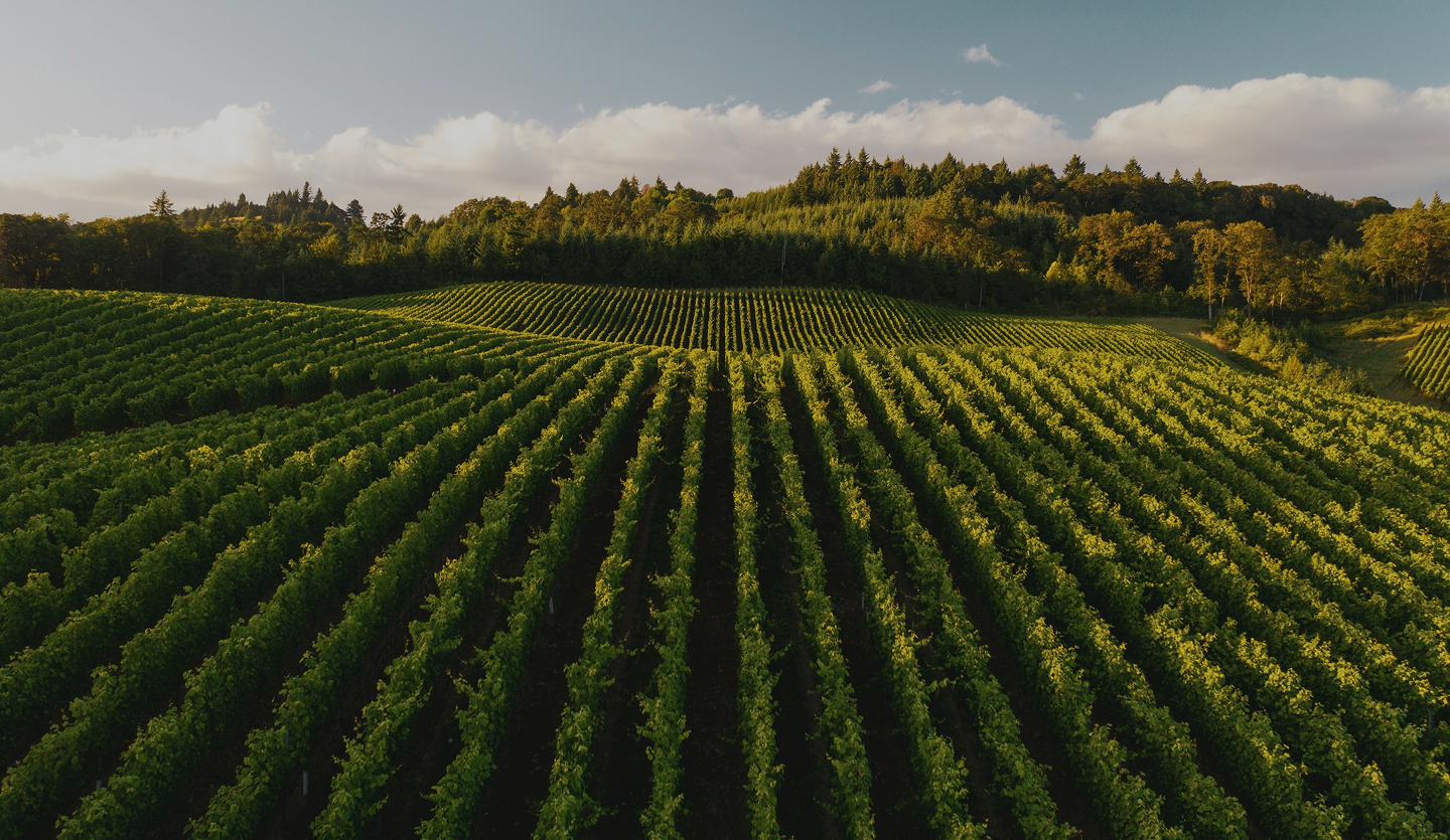 vineyard