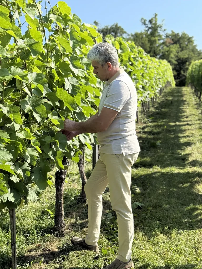 Albiana Estate - Grape picking