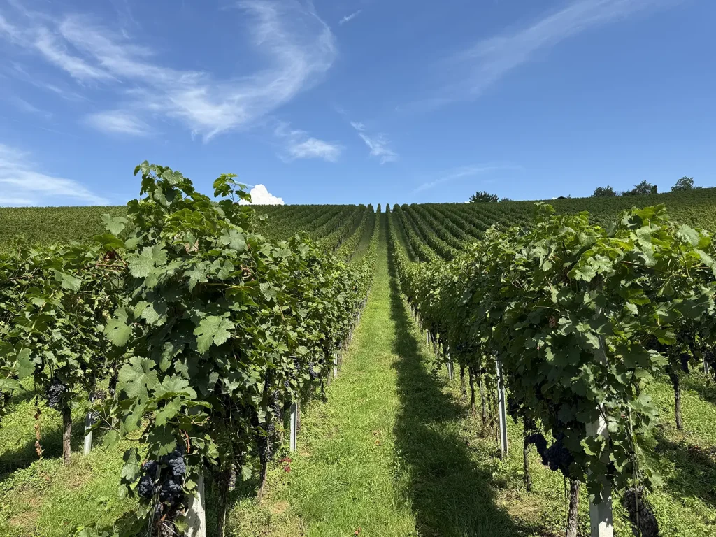 Albiana Estate - vineyard