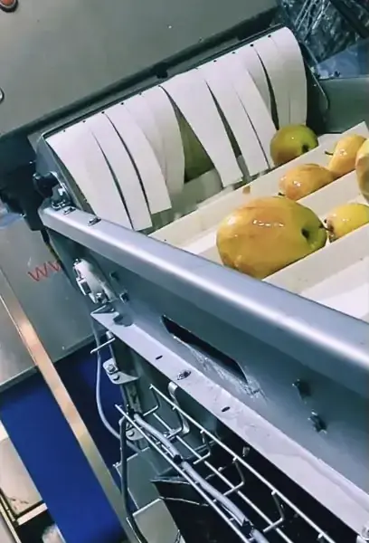Hawkes Cider - fruit washer