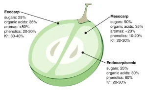 Extracting only the best from grapes