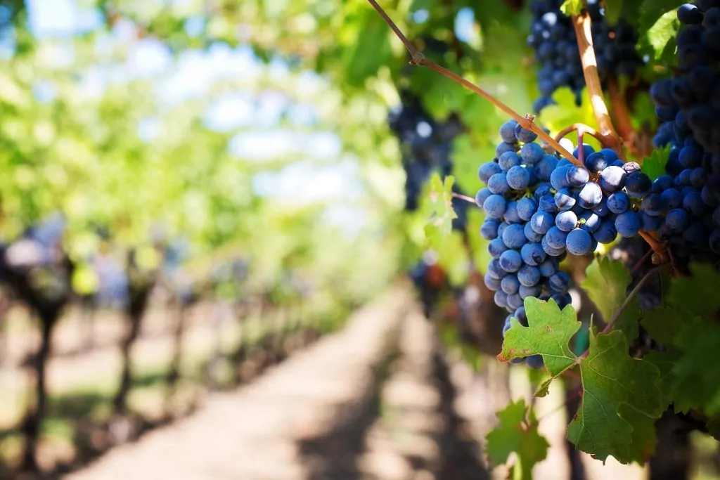 Grape harvesting and grape reception
