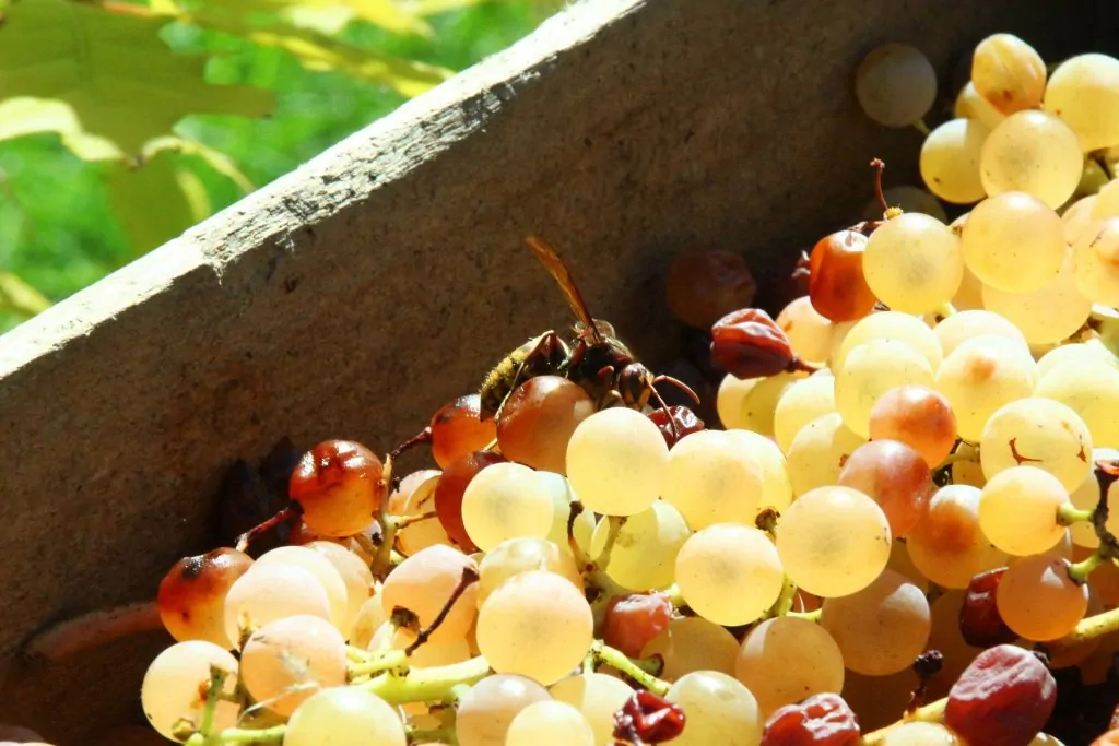 <span>Grape sorting</span> – The first step on the path to great wine