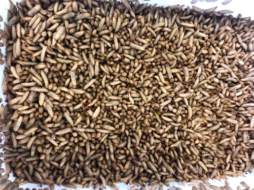 Pile of small brown mealworms, common feed for pets and bait in a shallow tray